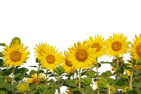 Row of sunflowers are blooming on transparent background 17296587 PNG