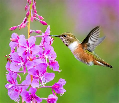 Rufous Hummingbird feeding on fireweed - Wood Spit, Alaska - Fred Wasmer Photography