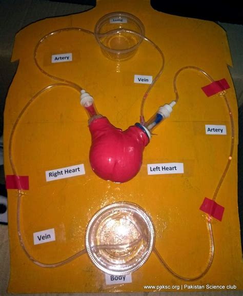 Bestes Arbeitsmodell für Herz und Kreislauf des Human for Science ...