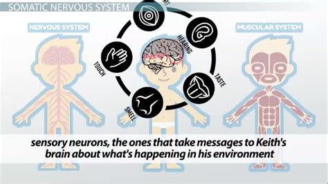 Somatic vs. Autonomic Nervous Systems | Overview & Functions - Lesson ...