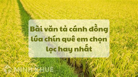 Bài văn tả cánh đồng lúa chín quê em chọn lọc hay nhất