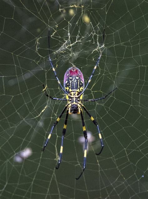 Joro Spider in Its Web, Trichonephila Clavata Stock Image - Image of closeup, asia: 186702341