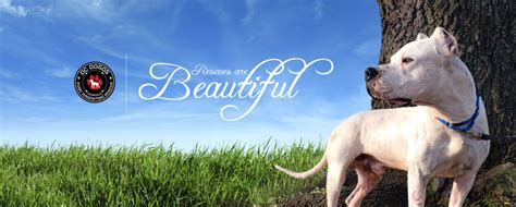 DC Dogos | Dogo Argentino Rescue & Rehabilitation