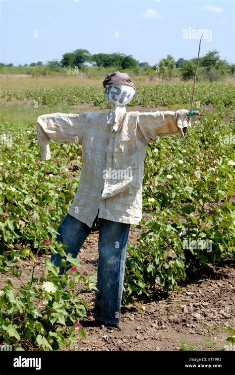 Scarecrow in cotton field ; Amreli ; Gujarat ; India Stock Photo ...