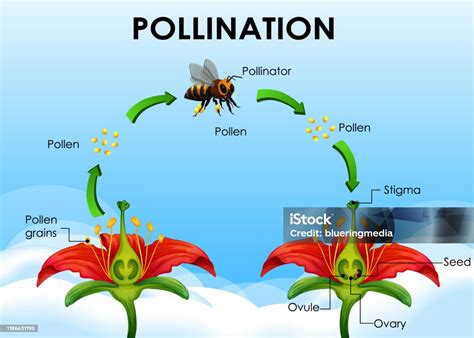 Diagram Showing Pollination Cycle Stock Illustration - Download Image Now - Pollination, Diagram ...