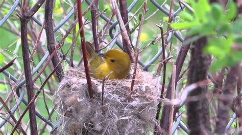 Yellow Warbler Building a Nest - YouTube