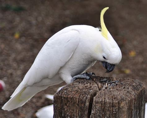 Sulphur-Crested Cockatoo stock image. Image of claws - 14521565