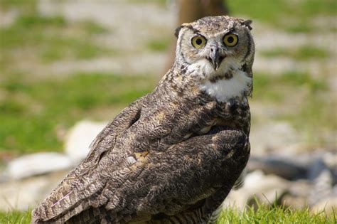 Nocturnal Birds,Birds | Science Hub 4 Kids