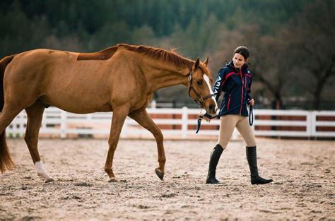 A Quick Guide to Essential Horse Riding Equipment