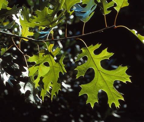 Early fall is the ideal time to plant trees in Texas, but choose wisely