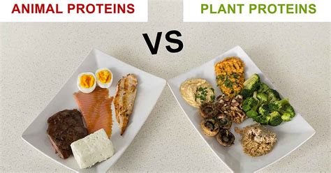 Animal Proteins vs. Plant Proteins: How Do They Compare?