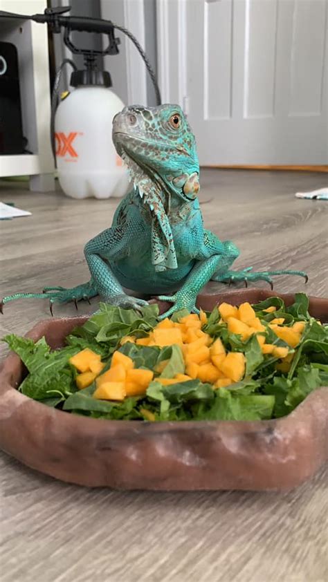 ZA: Iguana Nutrition: Feeding Your Iguana