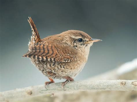 Wren Nesting In The UK: A Complete Guide | Birdfact