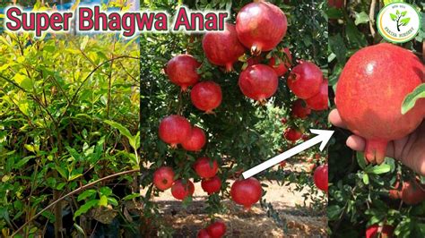 Super Bhagwa Anar Farming (Pomegranate)Contact:8609771886 - YouTube