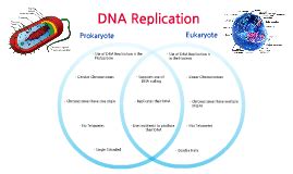 Prokaryotic vs. Eukaryotic DNA Replication by Devon Hamblin on Prezi