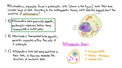 Question Video: Understanding the Endosymbiotic Theory of the Origins ...