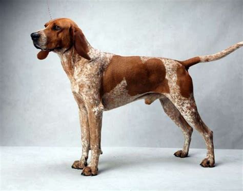 American English Coonhound Compared to Other Coonhounds