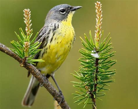 Nature Notes: Kirtland's warbler is a conservation success story | Travel And Outdoors ...