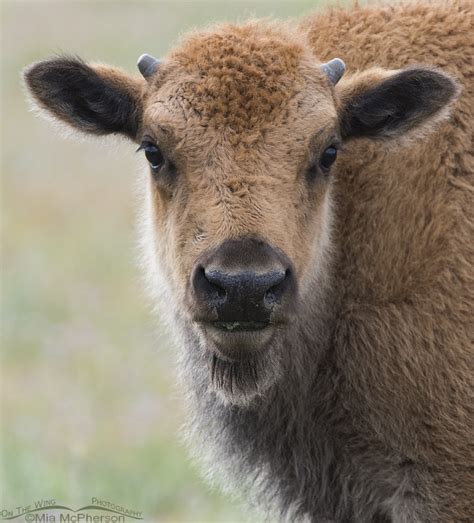 American Bison Calves Are Not so Little or Red Now - Mia McPherson's On The Wing Photography