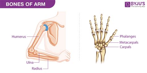 Bones of the Arm - Diagram and Features