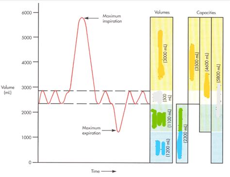 Lung Volumes Diagram | Quizlet