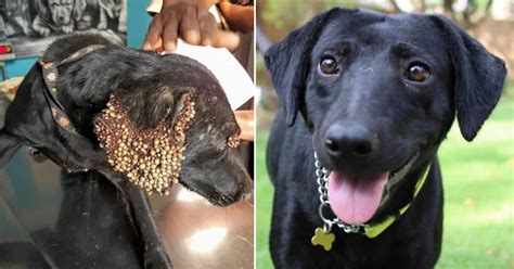 Tick Infested Dog Makes Heartwarming Transformation - 9GAG