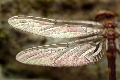 Dragonfly Wings Photograph by Mark Gilliland - Fine Art America