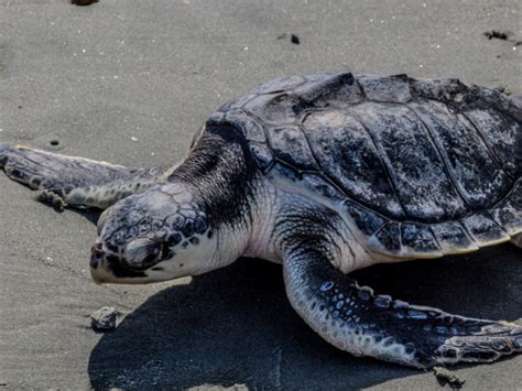 Endangered Kemp's Ridley Sea Turtle Found Dead, Stuck In Barstool - Reptiles Magazine