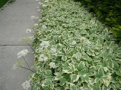 Goutweed - Okanagan Xeriscape Association