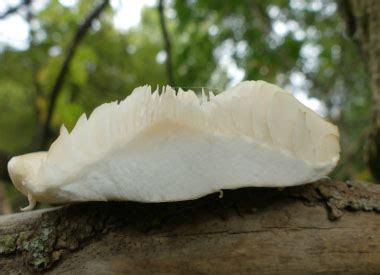 Elm Oyster Identification: Pictures, Habitat, Season & Spore Print | Hypsizygus ulmarius