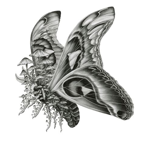 Atlas Moth Pencil Drawing by Shawn E Russell in 2022 | Atlas moth, Moth species, Tattoo fonts