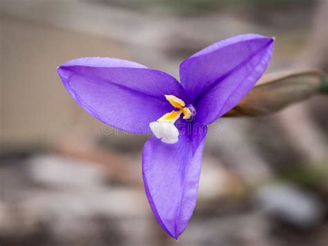 Purple Flag Flower Patersonia Occidentalis, Western Australia Stock ...