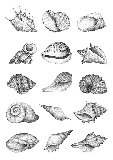 Conch Drawing at PaintingValley.com | Explore collection of Conch Drawing