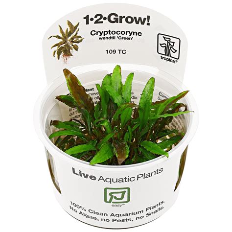 Cryptocoryne wendtii "Green" - 1-2-GROW! | Aquasabi - Aquaristik Shop