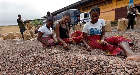 Ivory Coast Cocoa Producers End Chocolate War With Hershey’s – Channels Television