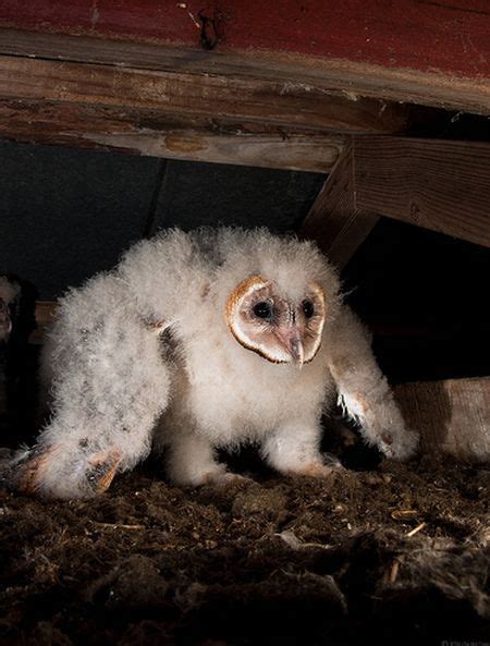 Baby Barn Owl (21 pics + video) - Izismile.com