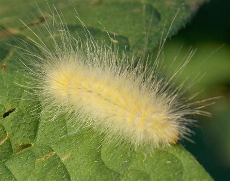 Virginia Tiger Moth Caterpillar also known as a Yellow Woolly Bear - Photo by Alan Wiltsie