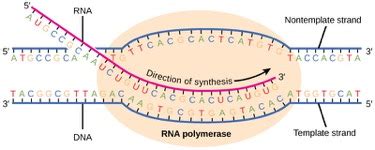 Transcription: From Dna To Mrna – Mt Hood Community College Biology 102 2AF