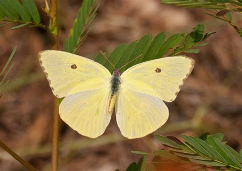 Cloudless Sulphur - Alabama Butterfly Atlas