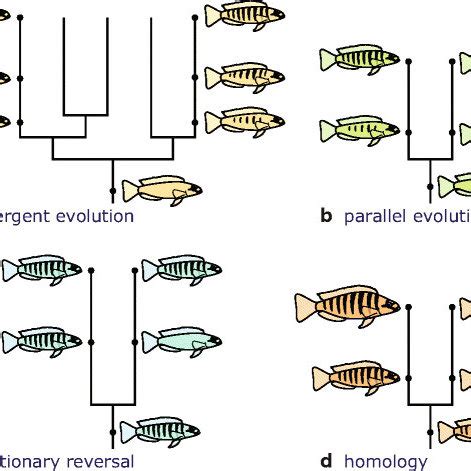 Hypothetical examples of three different categories of homoplasy, as ...