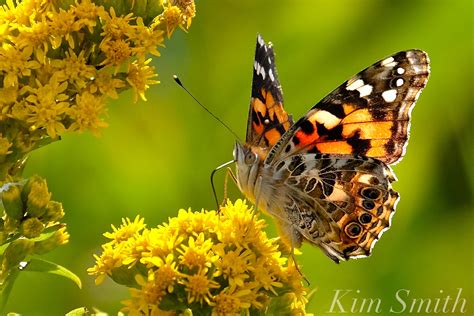 A SPECTACULAR PAINTED LADY BUTTERFLY IRRUPTION HAPPENING RIGHT NOW! | Kim Smith Films