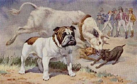 English Bulldogs - Bred to Companionship - Castlewood Bulldogs