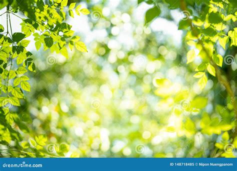 Green Nature Background with Beauty Bokeh Stock Image - Image of frame ...