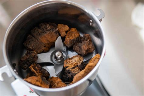 Chaga Mushroom Uses and Benefits