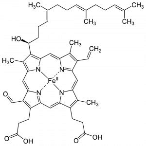 Cytochrome C Oxidase