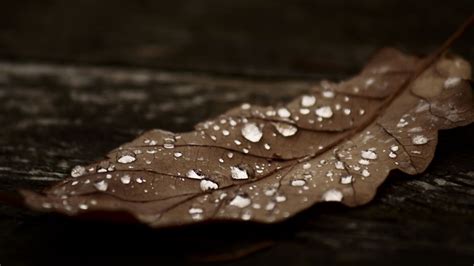 Autumn Brown Wallpapers - Wallpaper Cave