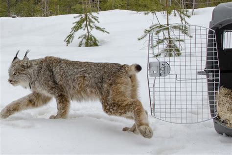 Canada lynx protections deal sealed by US, environmentalists | AP News