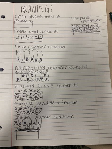 drawings of epithelial tissue | Anatomy and physiology textbook, Basic anatomy and physiology ...