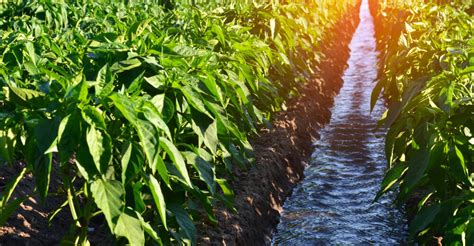 What is Border Irrigation? (Definition, Systems & Advantages)