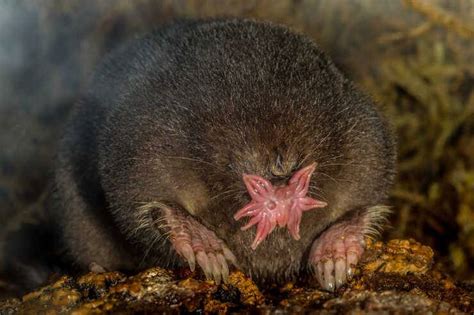 Talpa dal muso stellato: alla scoperta di questo strano animale